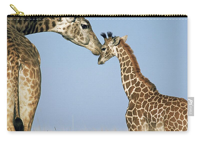 Kenya Zip Pouch featuring the photograph Mother Giraffe Nuzzling Calf Giraffe by James Warwick