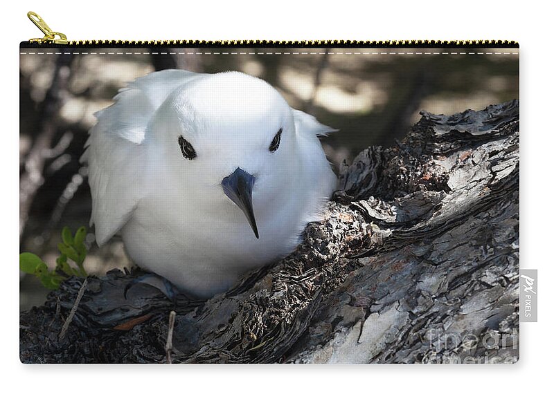 White Tern Zip Pouch featuring the photograph Mother White Tern by Diane Macdonald