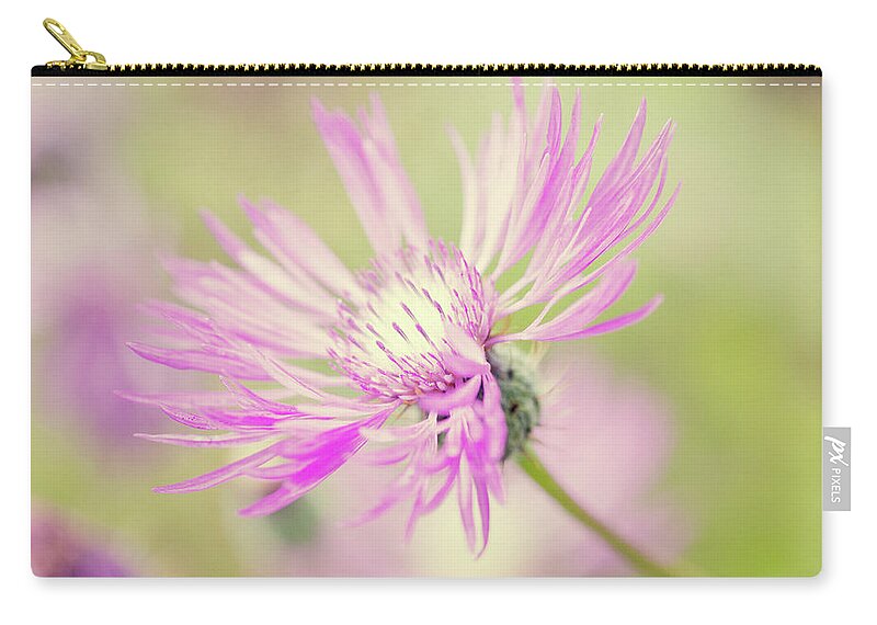 Centaurea Montana Zip Pouch featuring the photograph Mountain Cornflower Pink by Helaine Weide