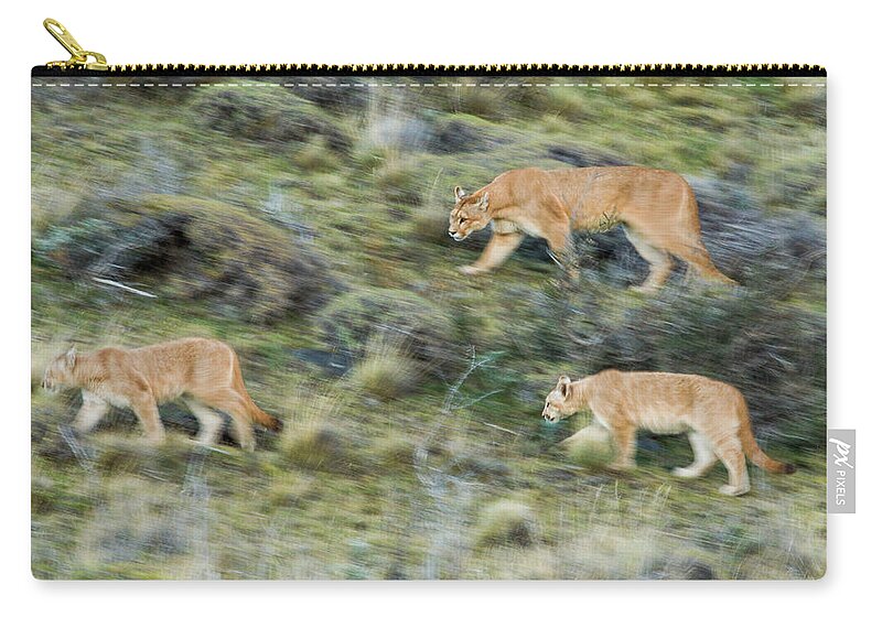 Sebastian Kennerknecht Zip Pouch featuring the photograph Mountain Loin And Cubs On The Move by Sebastian Kennerknecht