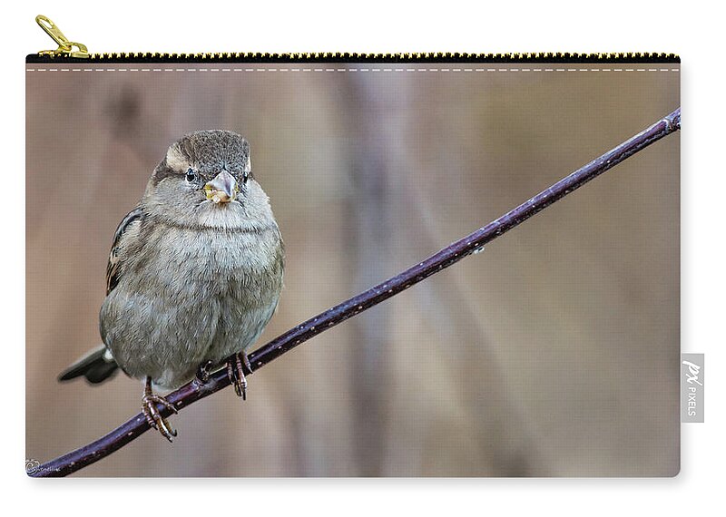 House Sparrow Zip Pouch featuring the photograph Mrs House Sparrow perching on the twig by Torbjorn Swenelius