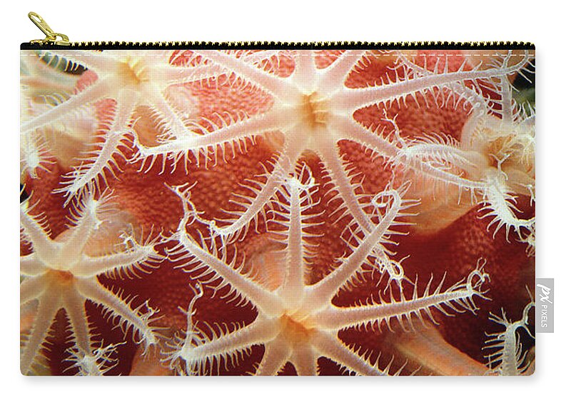Animal Themes Zip Pouch featuring the photograph Mushroom Soft Coral by Olivier Blaise