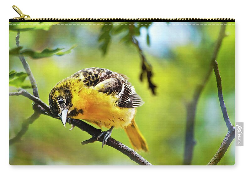 Baltimore Oriole Zip Pouch featuring the photograph Musing Baltimore Oriole by Christina Rollo