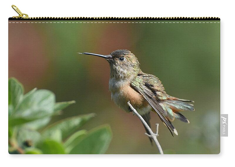 Allens Hummingbird Zip Pouch featuring the photograph My Perch 3 by Fraida Gutovich