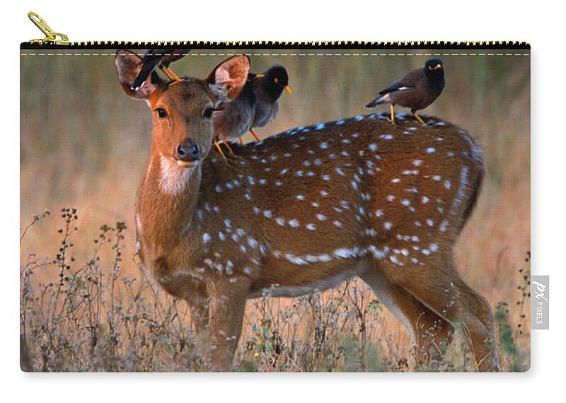 Songbird Zip Pouch featuring the photograph Myna Birds Sturnidae Sp. On Axis Deer by Art Wolfe