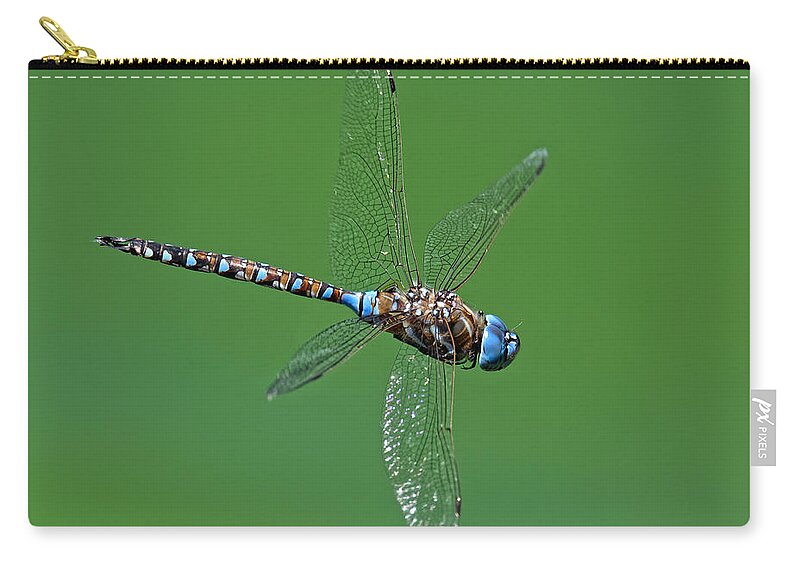 Nature's Helicopter Zip Pouch featuring the photograph Nature's Helicopter -- Blue-Eyed Darner Dragonfly Male in San Luis Obispo, California by Darin Volpe