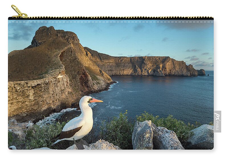 Animals Zip Pouch featuring the photograph Nazca Booby On Wolf Island by Tui De Roy