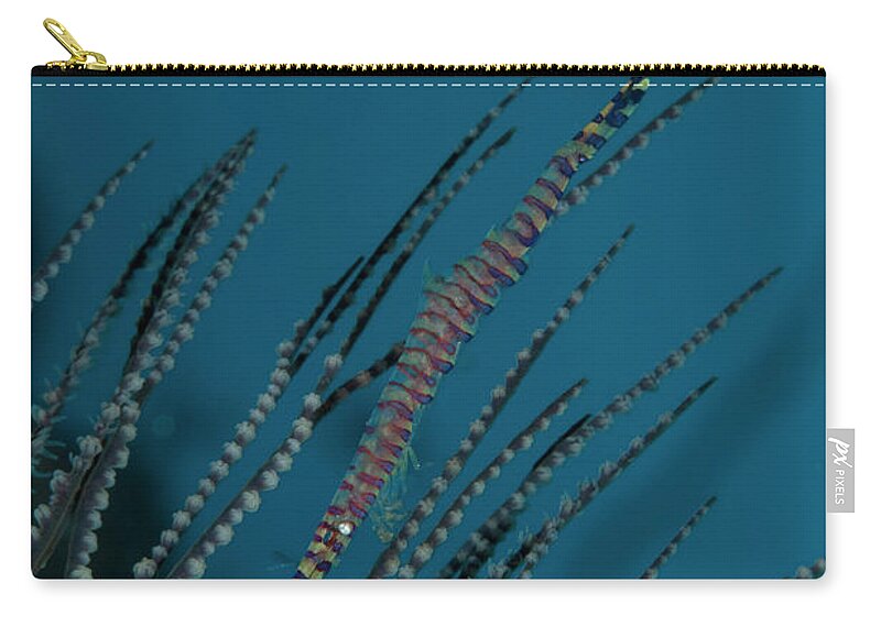 Underwater Zip Pouch featuring the photograph Needle Shrimp Tozeuma Armatum Underwater by Atopapa/a.collectionrf