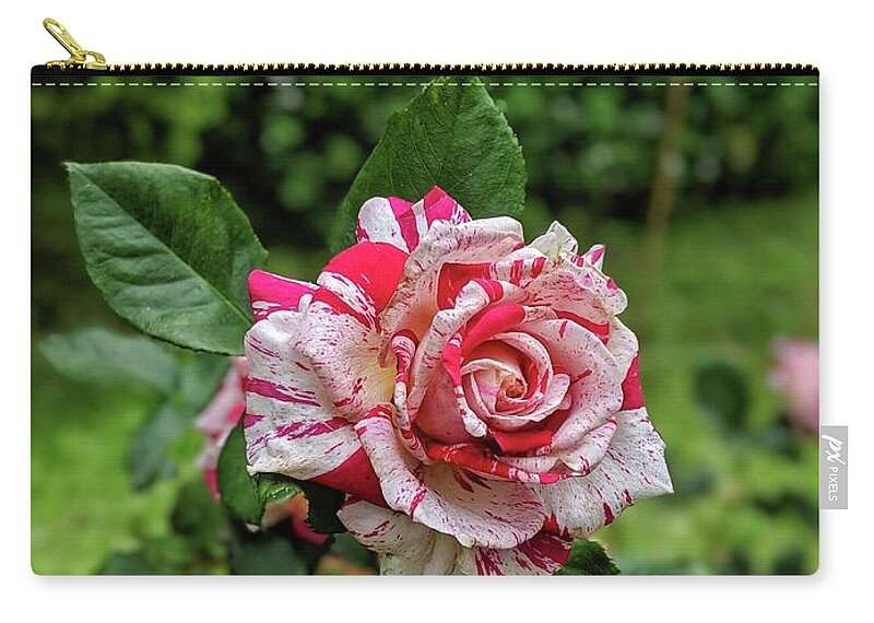 Rose Carry-all Pouch featuring the photograph Neil Diamond Rose by Portia Olaughlin