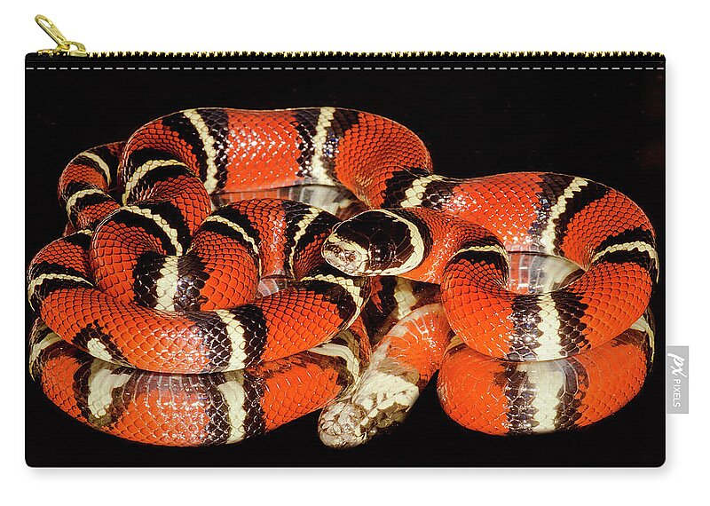 Animal Zip Pouch featuring the photograph Nelsons Milksnake Lampropeltis by Dante Fenolio