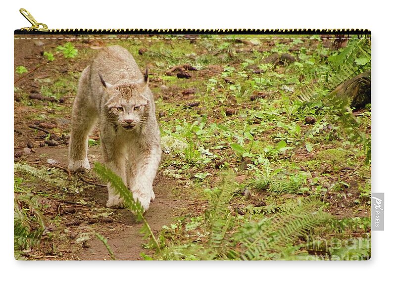 Photography Zip Pouch featuring the photograph On the Prowl by Sean Griffin