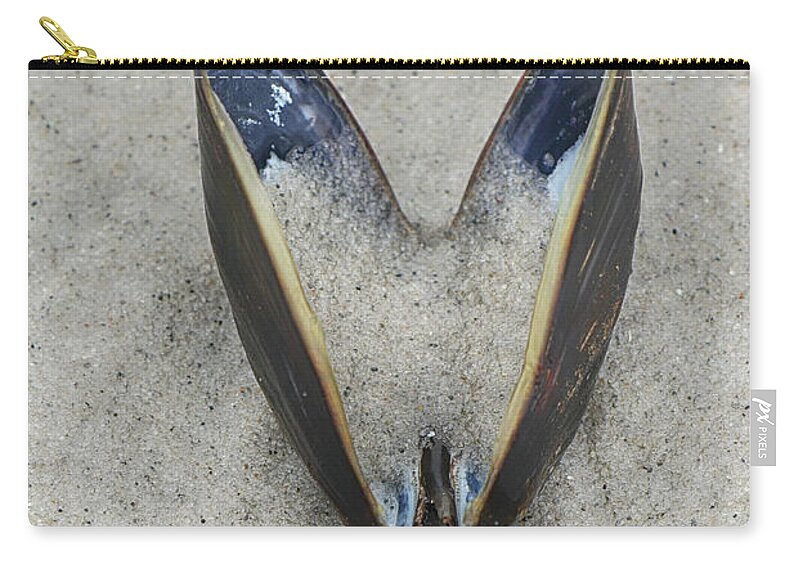 Beach Zip Pouch featuring the photograph Open Mussel by Cate Franklyn