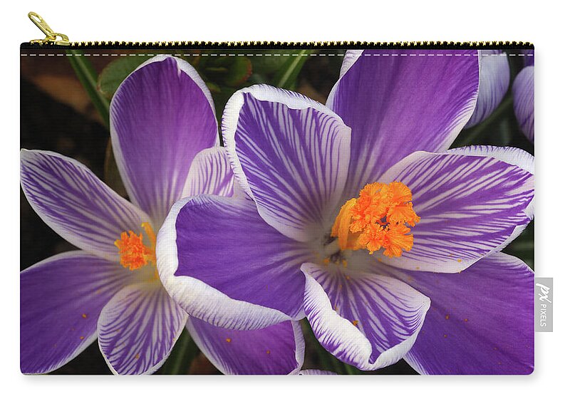 Haslemere Zip Pouch featuring the photograph Orange Centres, Purple & White Petals by Rosemary Calvert