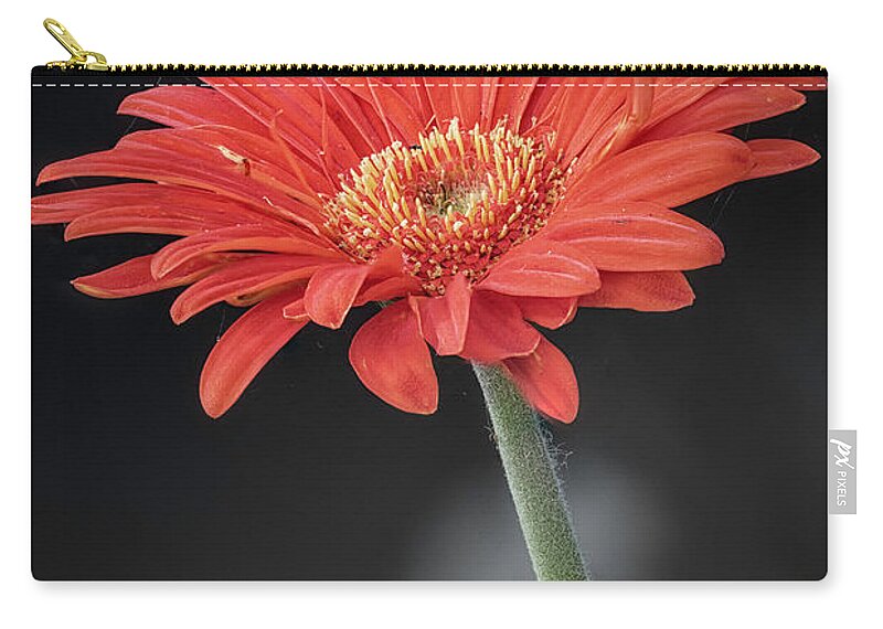 Flowers Zip Pouch featuring the photograph Orange Gerbera by Robert Fawcett
