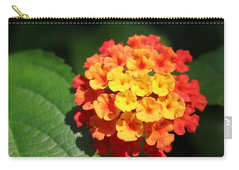 Flower Carry-all Pouch featuring the photograph Orange Lantana by Christopher Lotito