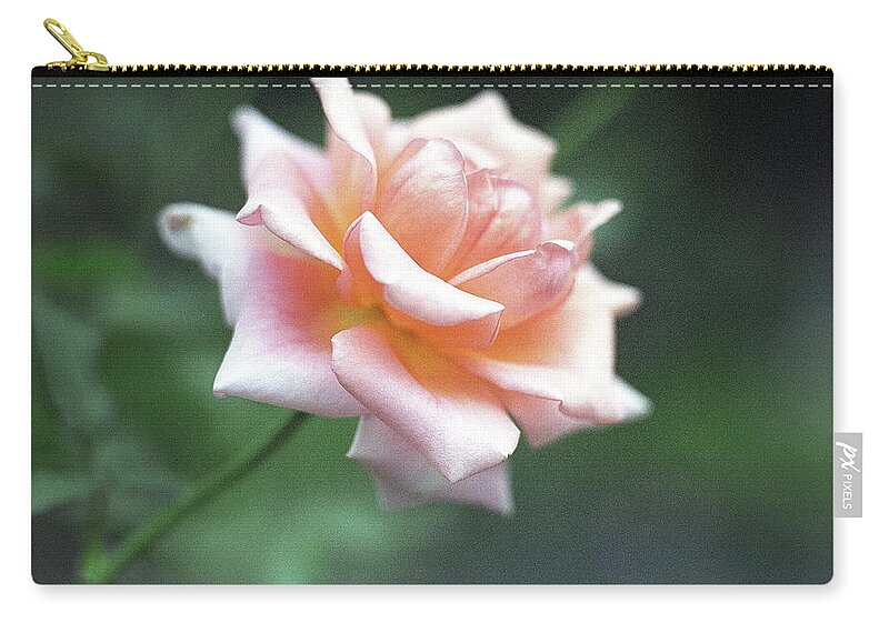 Orange Color Zip Pouch featuring the photograph Orange Rose by Image Is Everything!