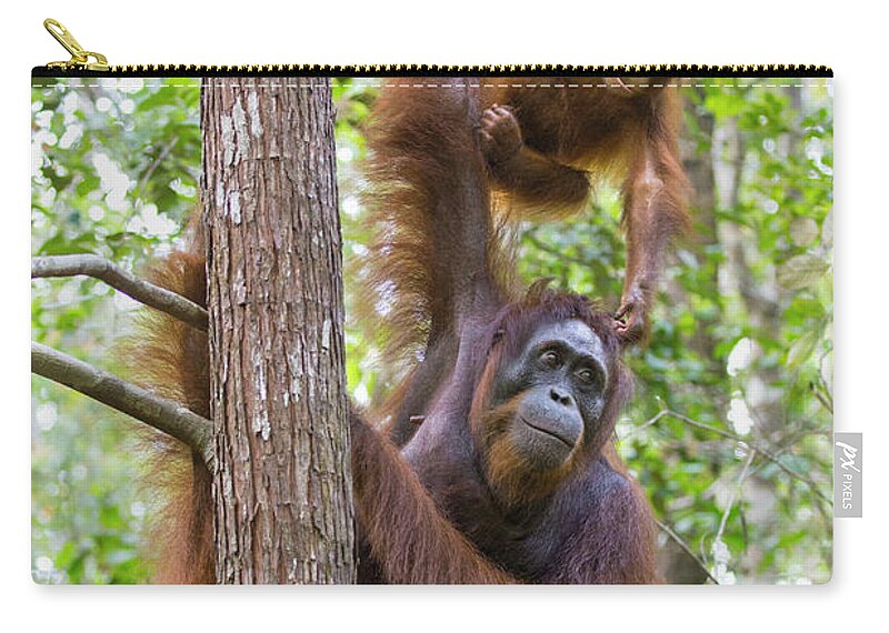 Suzi Eszterhas Zip Pouch featuring the photograph Orangutan And Two Year Old by Suzi Eszterhas