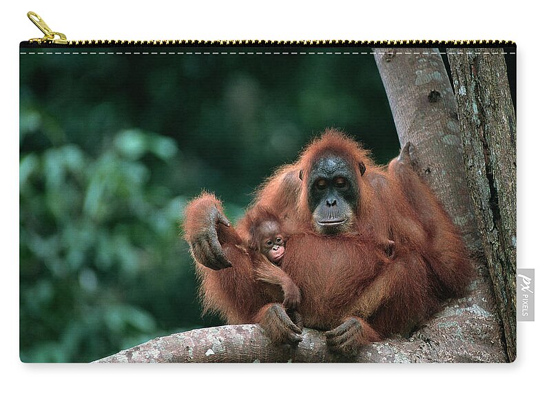 Animal Themes Zip Pouch featuring the photograph Orangutan Pongo Pygmaeus And Baby by Anup Shah