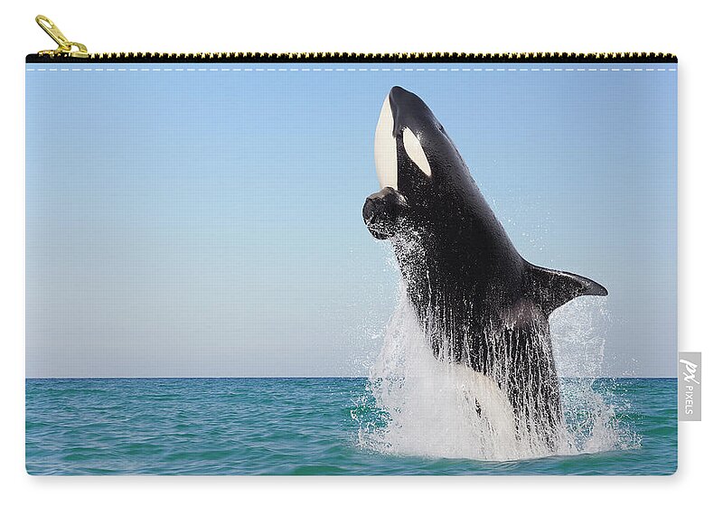 https://render.fineartamerica.com/images/rendered/default/flat/pouch/images/artworkimages/medium/2/orca-jumping-out-of-water-martin-ruegner.jpg?&targetx=0&targety=-21&imagewidth=777&imageheight=517&modelwidth=777&modelheight=474&backgroundcolor=B4C8D7&orientation=0&producttype=pouch-regularbottom-medium