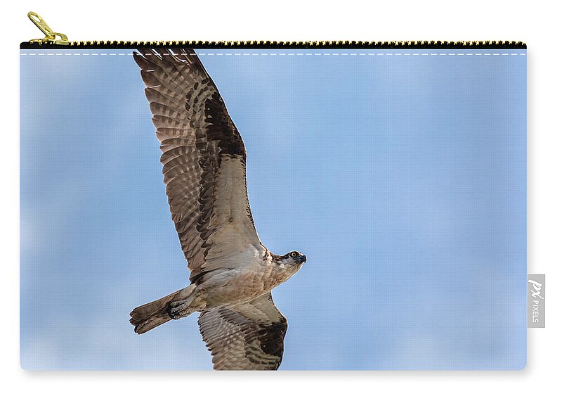Photography Zip Pouch featuring the photograph Osprey Flyby by Alma Danison
