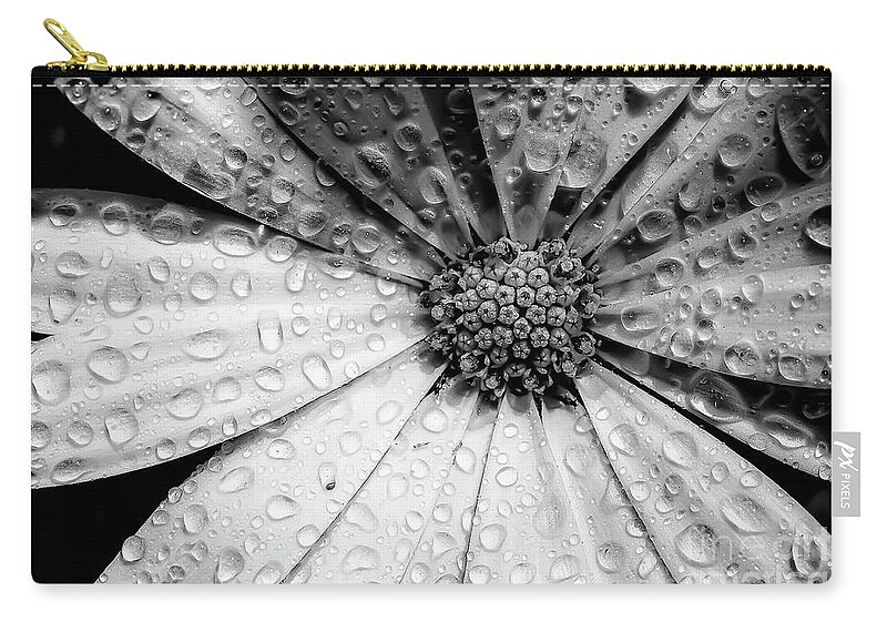 Garden Zip Pouch featuring the photograph Osteospermum petals black and white with water by Simon Bratt