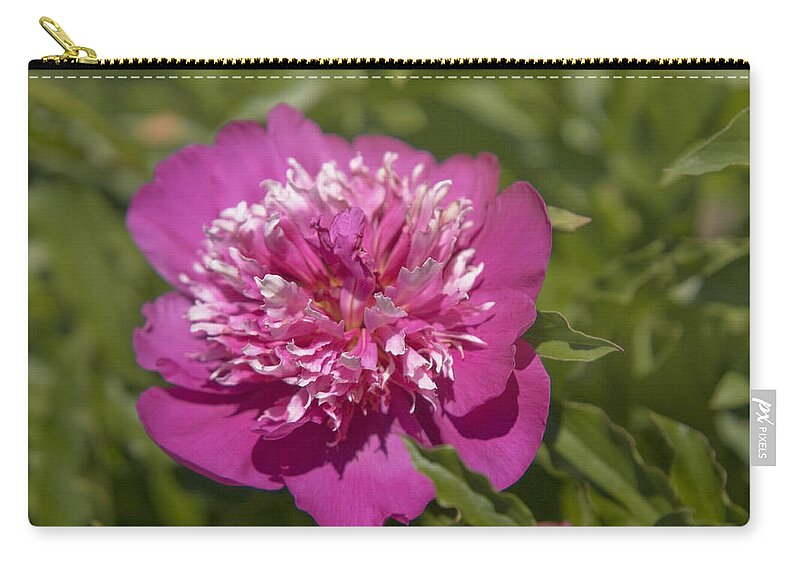 Jenny Rainbow Fine Art Photography Zip Pouch featuring the photograph Paeonia Lactiflora Orpen by Jenny Rainbow