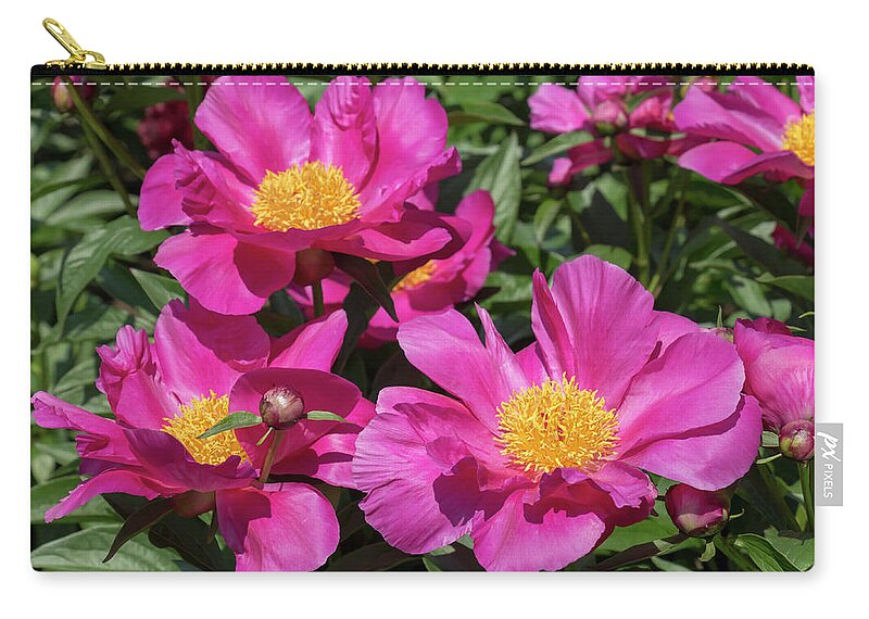 Flower Zip Pouch featuring the photograph Paeonia Roland by Dawn Cavalieri