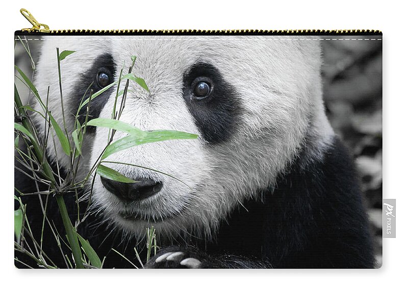 Panda Zip Pouch featuring the photograph Panda Holding Bamboo by Hugociss