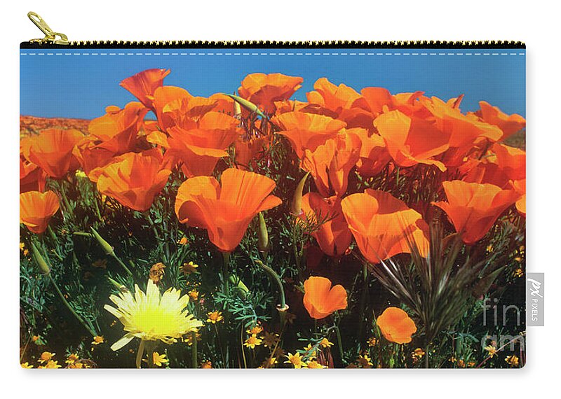 Dave Welling Zip Pouch featuring the photograph Panorama California Poppies Desert Dandelions California by Dave Welling