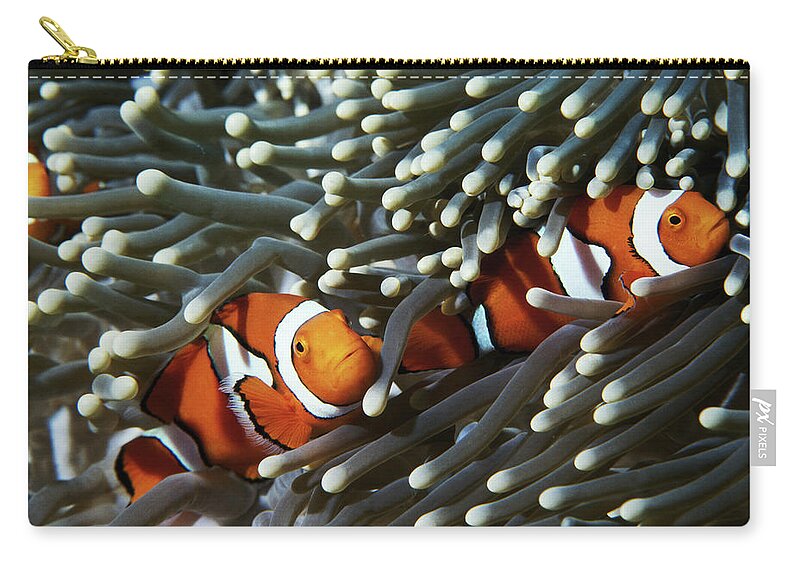 Underwater Zip Pouch featuring the photograph Papua New Guinea, Two False Clown by Darryl Leniuk