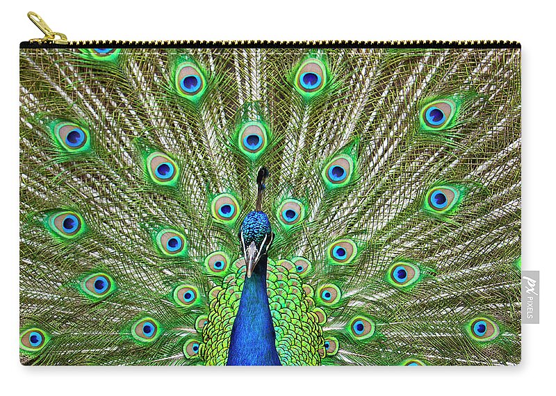 One Animal Zip Pouch featuring the photograph Peacock Displaying Its Colorful Feathers by Stuart Dee