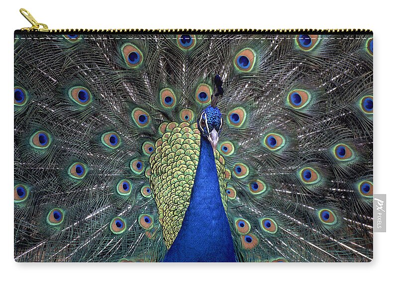 Male Animal Zip Pouch featuring the photograph Peacock by Photo 24