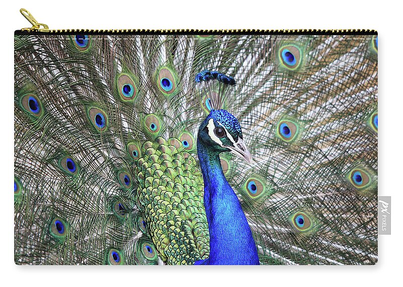 Peacock Zip Pouch featuring the photograph Peacock Portrait by Maria Gaellman