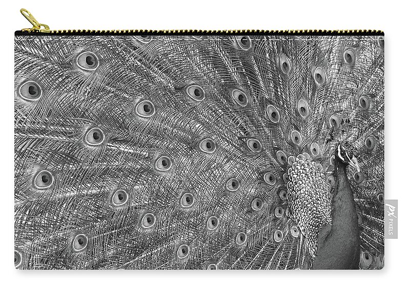 Tail Zip Pouch featuring the photograph Peacock Three by Ann Bridges