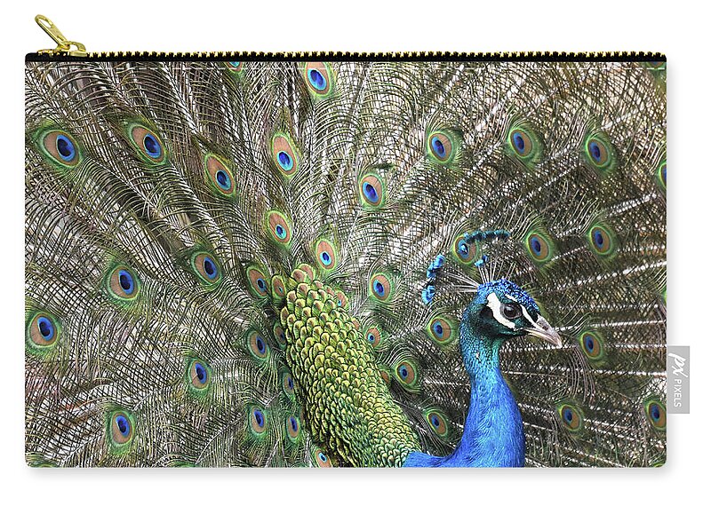 Tail Zip Pouch featuring the photograph Peacock Two by Ann Bridges