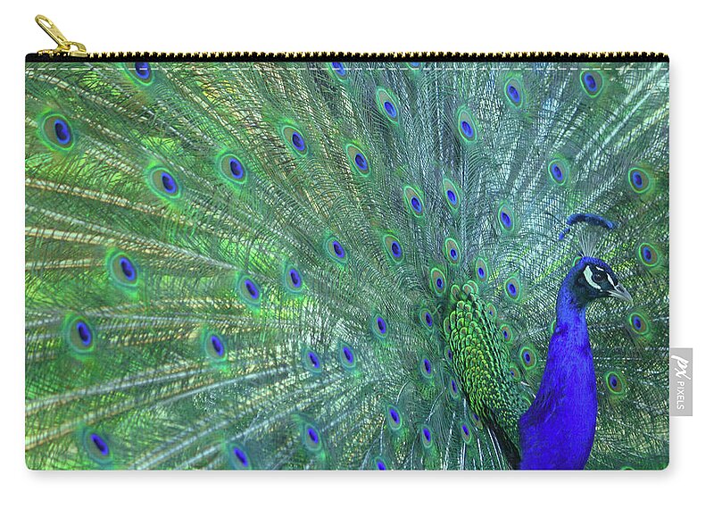 Indian Peafowl Zip Pouch featuring the photograph Peacocks Profile by Milamai