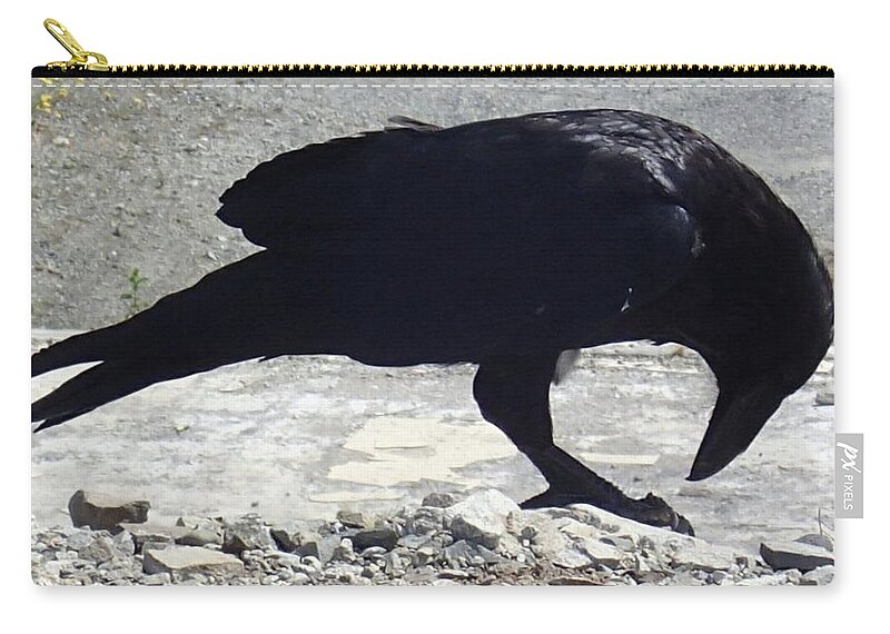 Raven. Black Zip Pouch featuring the photograph Peck by Fred Bailey