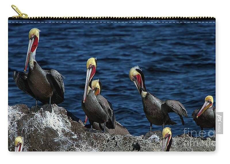 Azamara Zip Pouch featuring the photograph Pelicanos by Doug Sturgess
