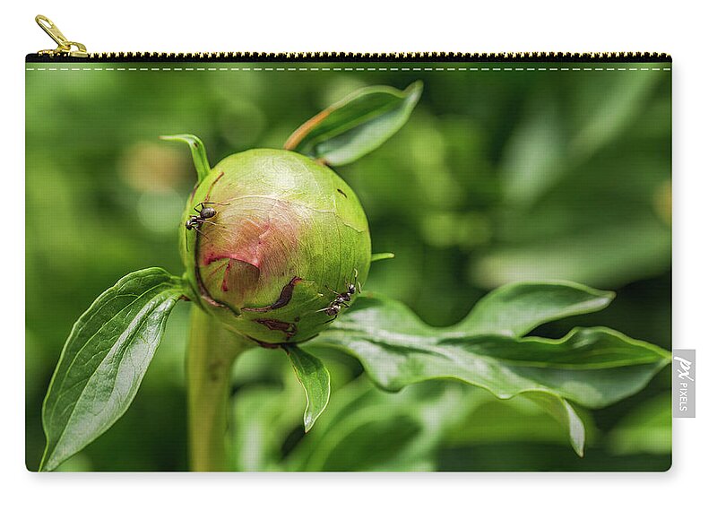 America Zip Pouch featuring the photograph Peony Patrol by ProPeak Photography