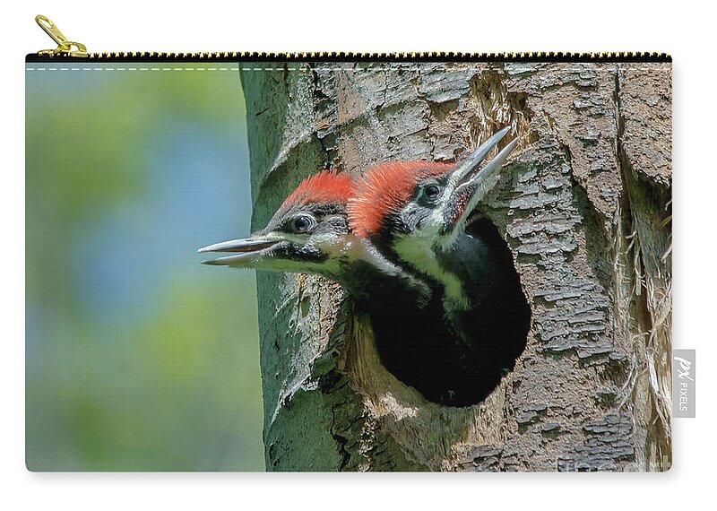 Cheryl Baxter Photography Zip Pouch featuring the photograph Pileated Woodpecker Chicks by Cheryl Baxter