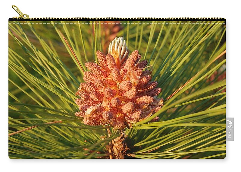 Pine Tree Zip Pouch featuring the photograph Pine Cone On A Pine Tree by Ee Photography