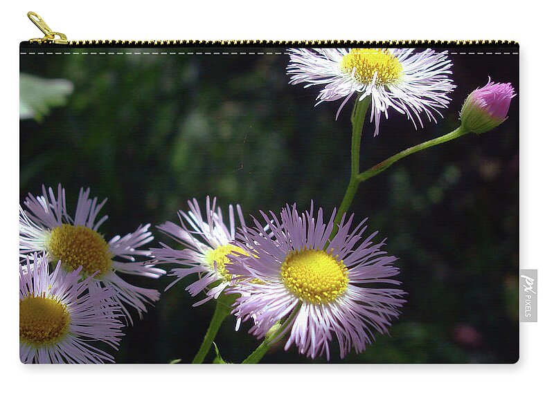 Common Fleabane Zip Pouch featuring the photograph Pink Fleabane 11 by Amy E Fraser