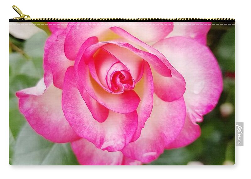 Pink Zip Pouch featuring the photograph Pink Halo Rose by Rachel Hannah