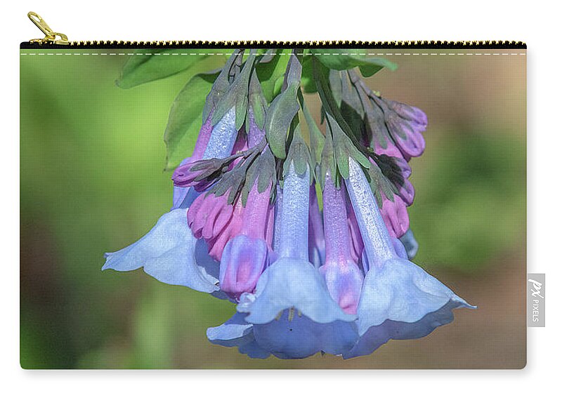 Borage Family Zip Pouch featuring the photograph Pink Virginia Bluebells or Virginia Cowslip DFL0963 by Gerry Gantt