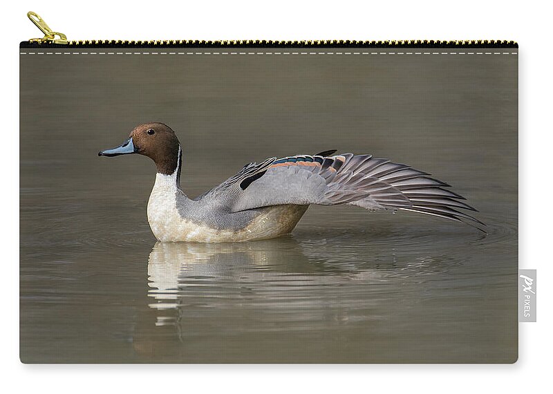 Duck Zip Pouch featuring the photograph Pintail Wing Extension by Art Cole