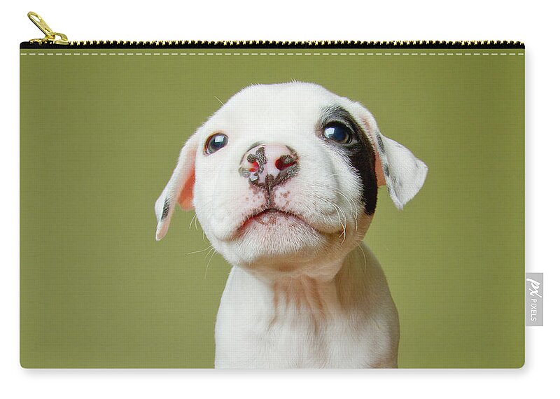 Pets Zip Pouch featuring the photograph Pit Bull Puppy by Square Dog Photography
