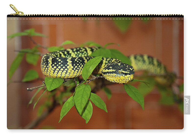 Animal Themes Zip Pouch featuring the photograph Pit Viper Snake On Tree Branch by Megan Ahrens