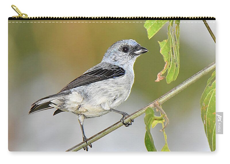 Bird Zip Pouch featuring the photograph Plain-colored Tanager by Alan Lenk