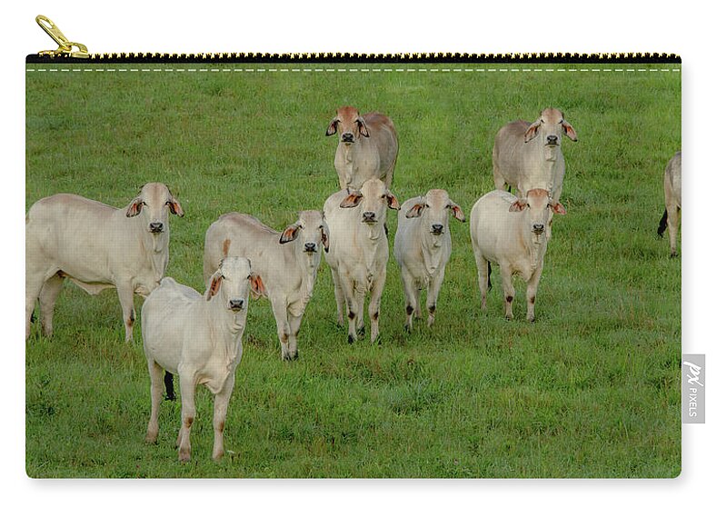 Tennessee Carry-all Pouch featuring the photograph Please Tell Me You Brought Breakfast, Soft Color by Marcy Wielfaert