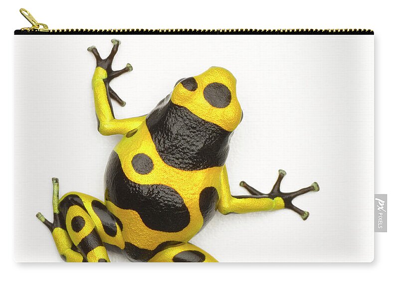 White Background Zip Pouch featuring the photograph Poison Dart Frog by Don Farrall